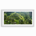 Balinese Fields