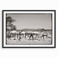 Camels Traveling