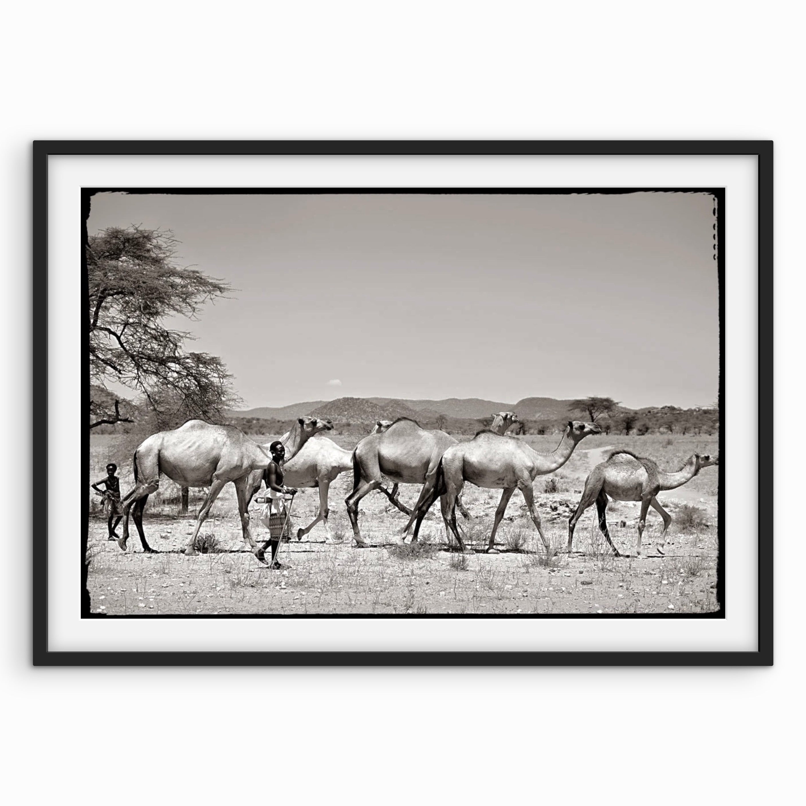 Camels Traveling
