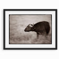 Cape Buffalo