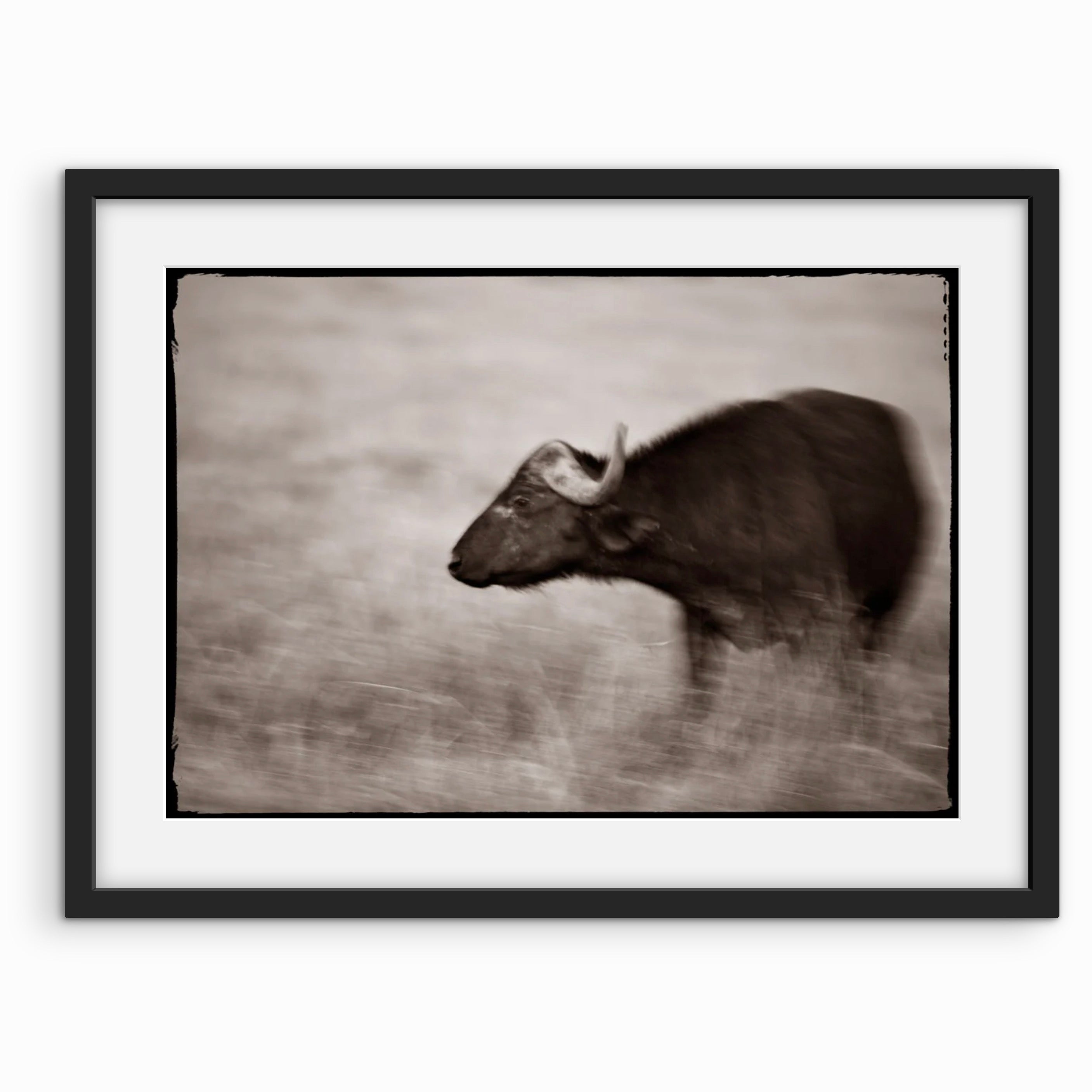 Cape Buffalo