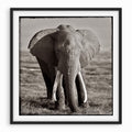 Elephant Portrait