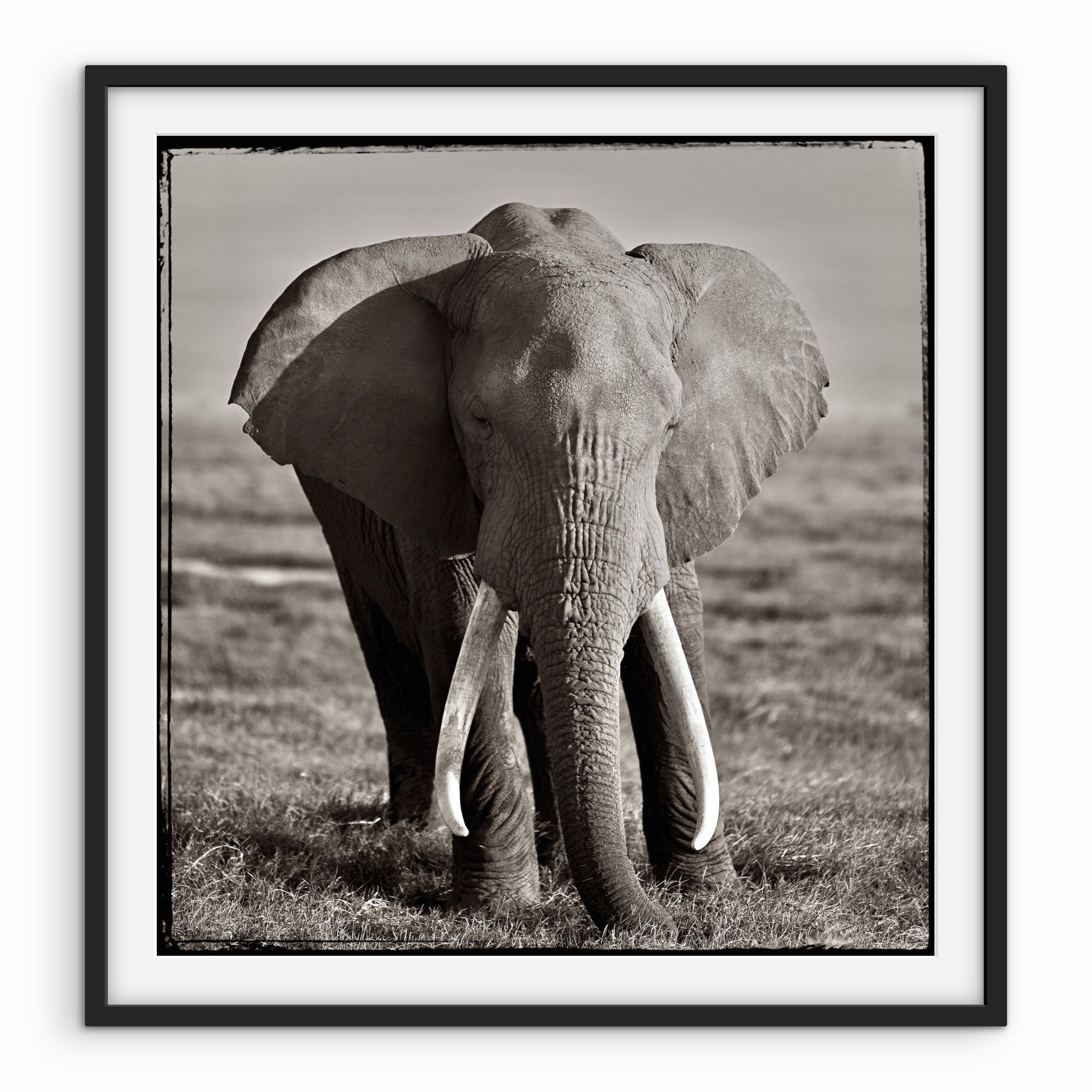 Elephant Portrait