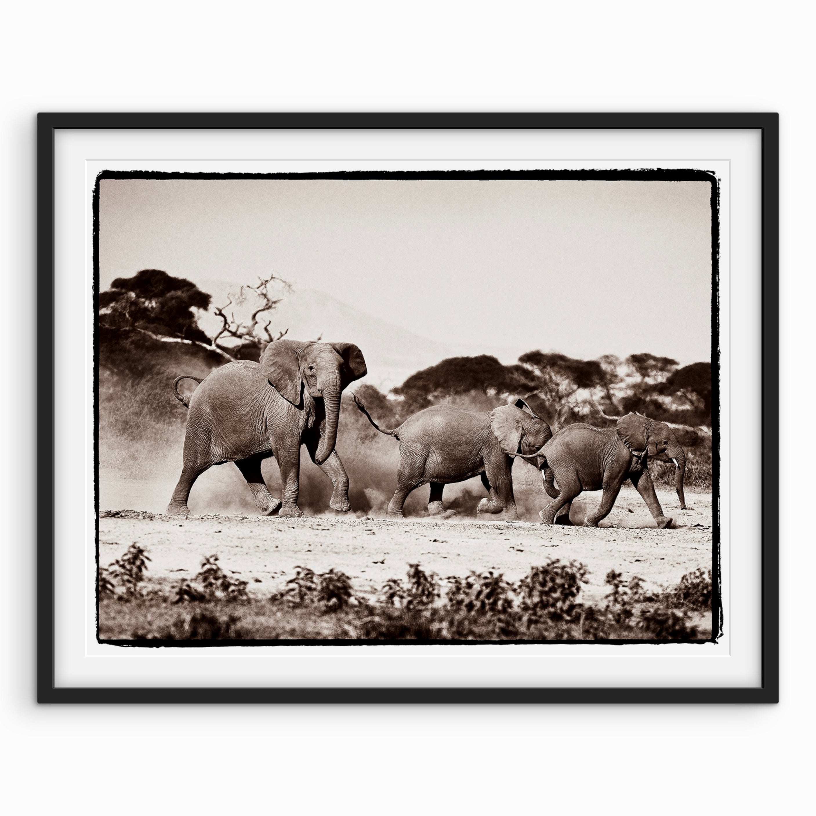 Elephants Charging