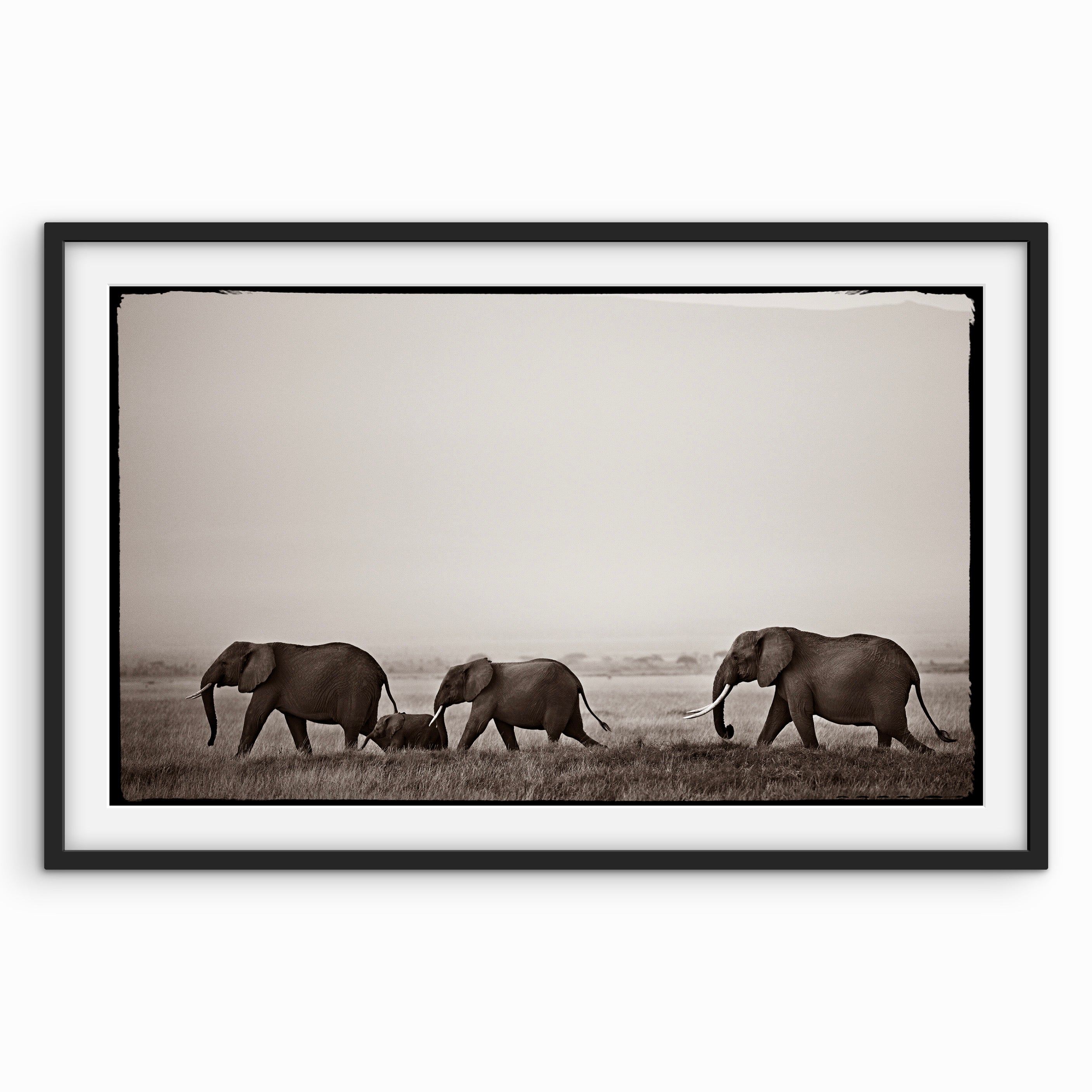 Elephants at Dawn