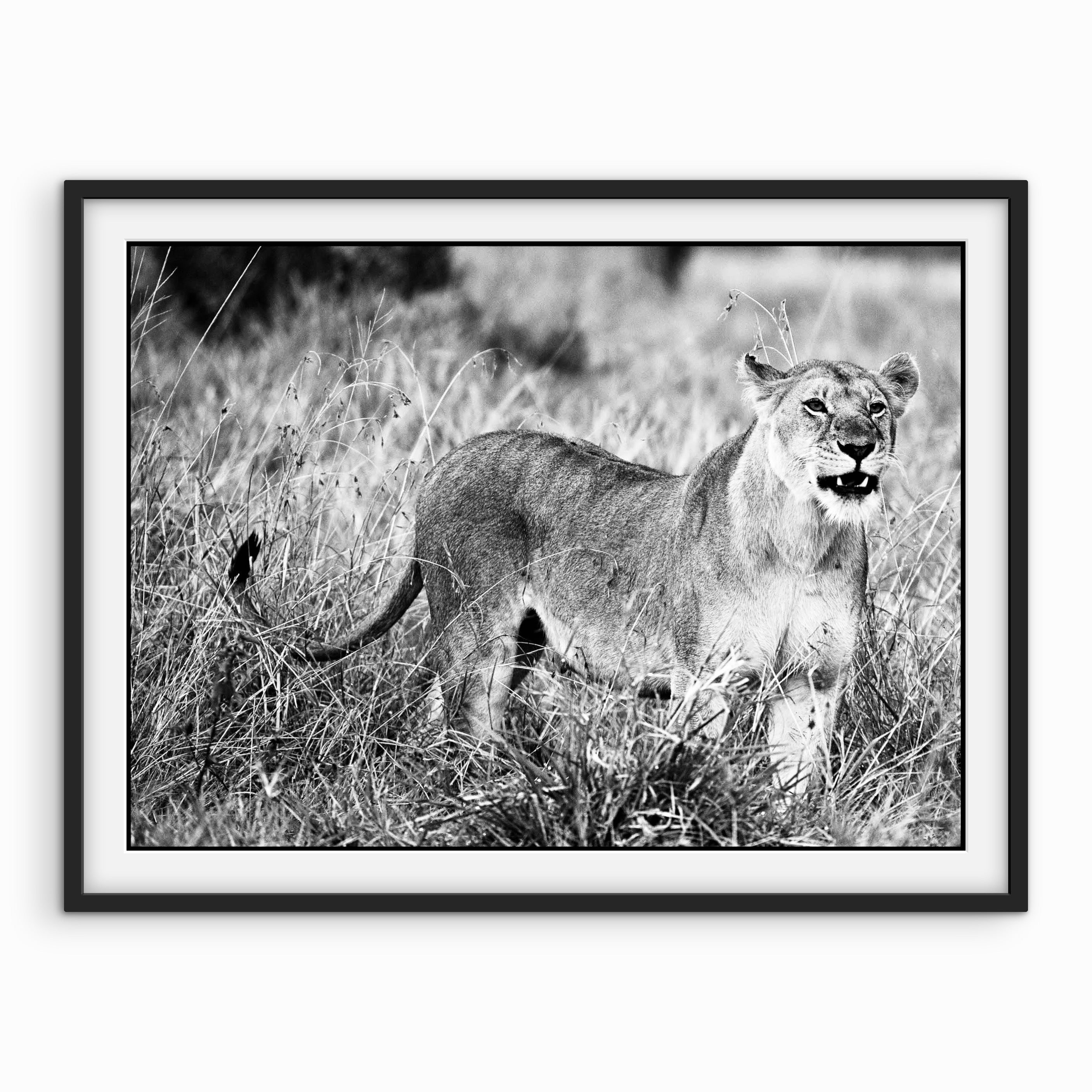 Female Lion