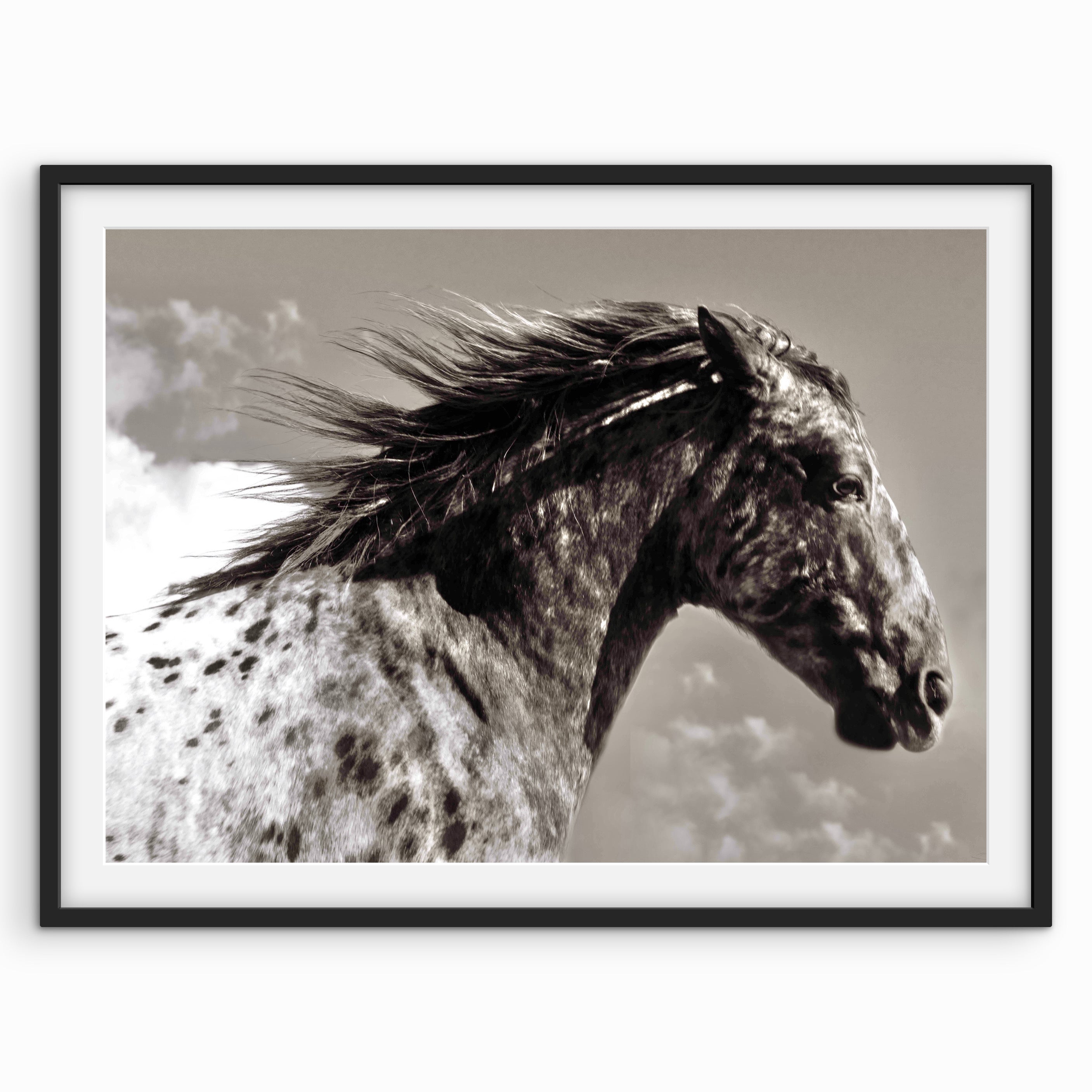 Freckled Pony