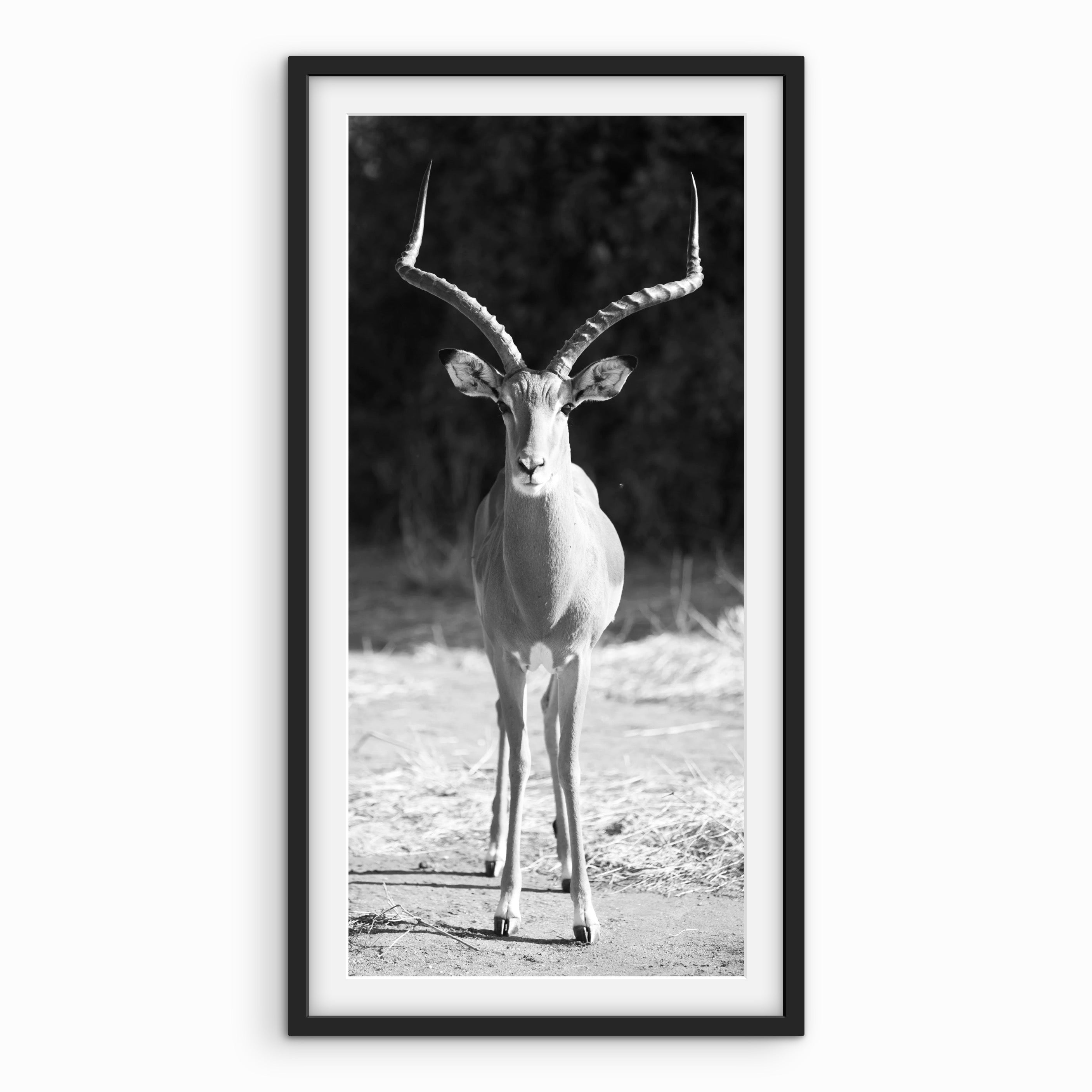 Gazelle