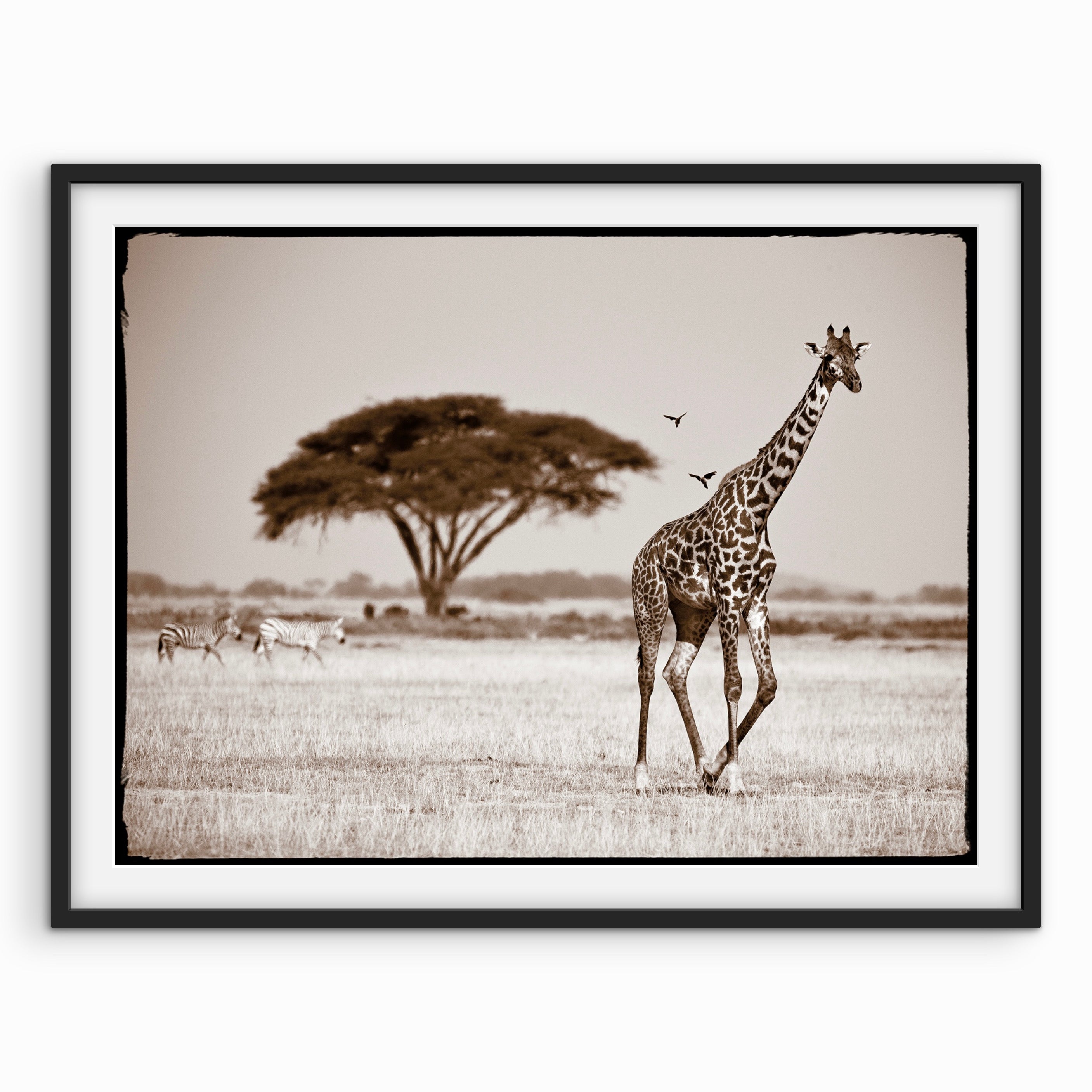 Giraffe Walking