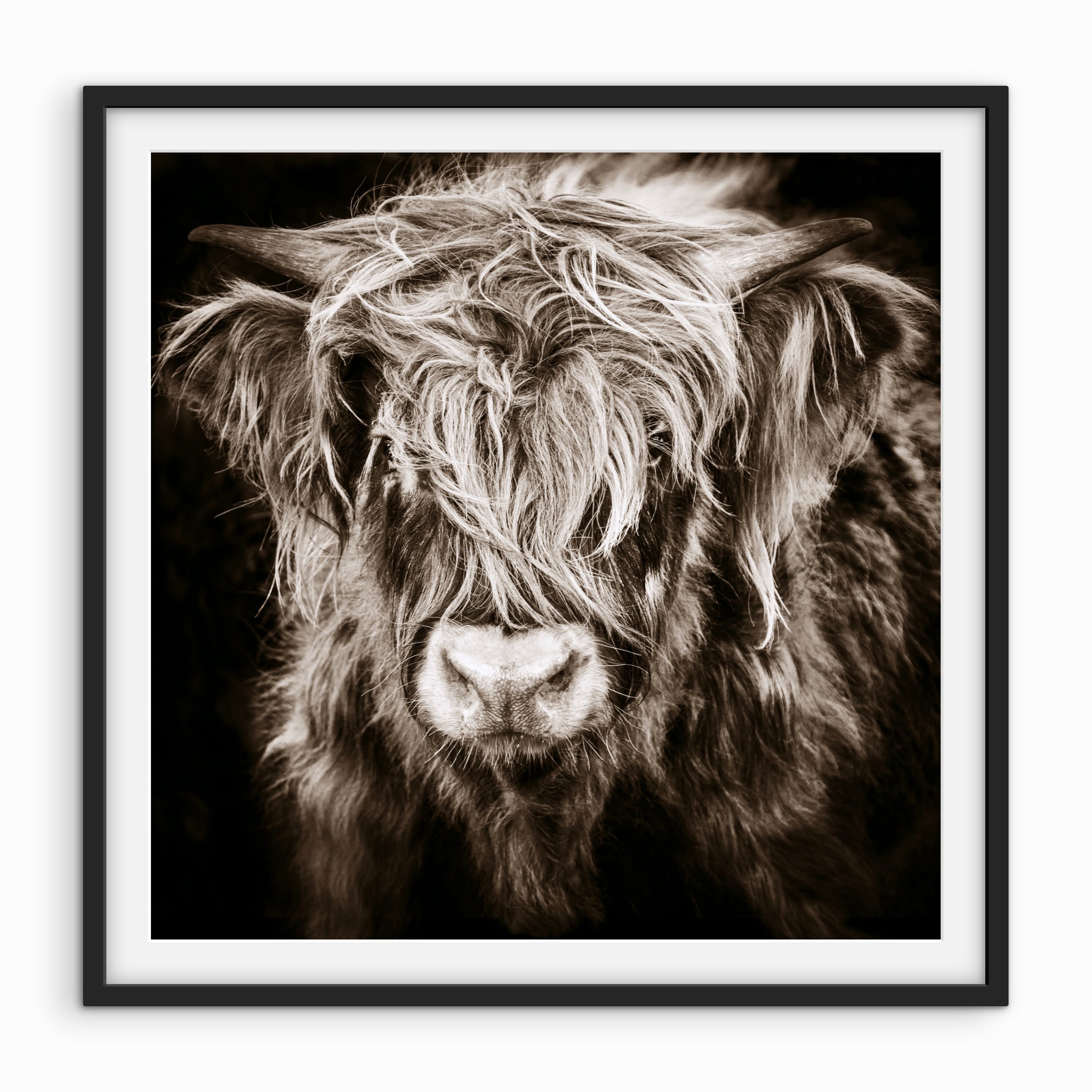 Highlander Cow Portrait