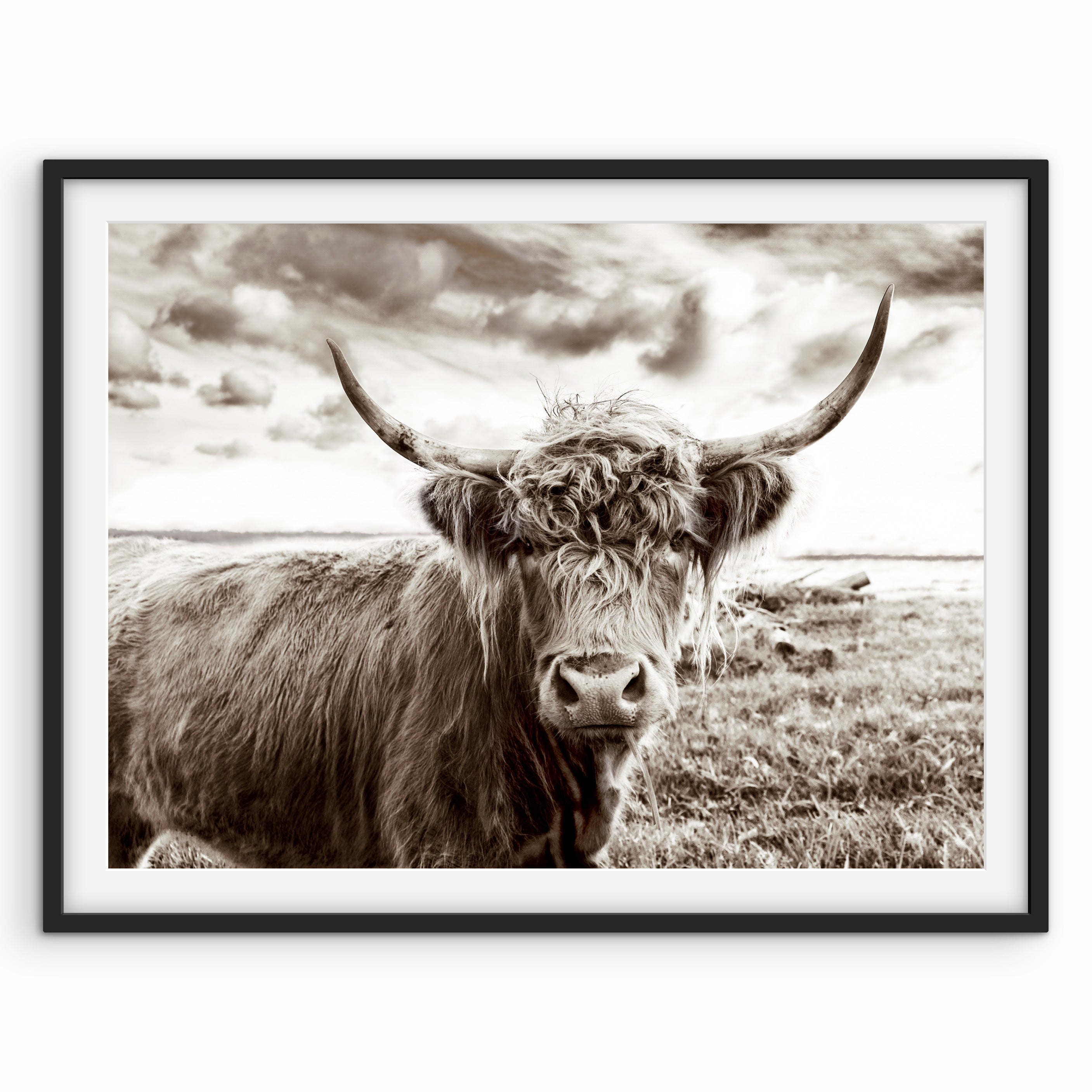 Highlander Cow Vista