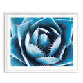 Blue Succulent