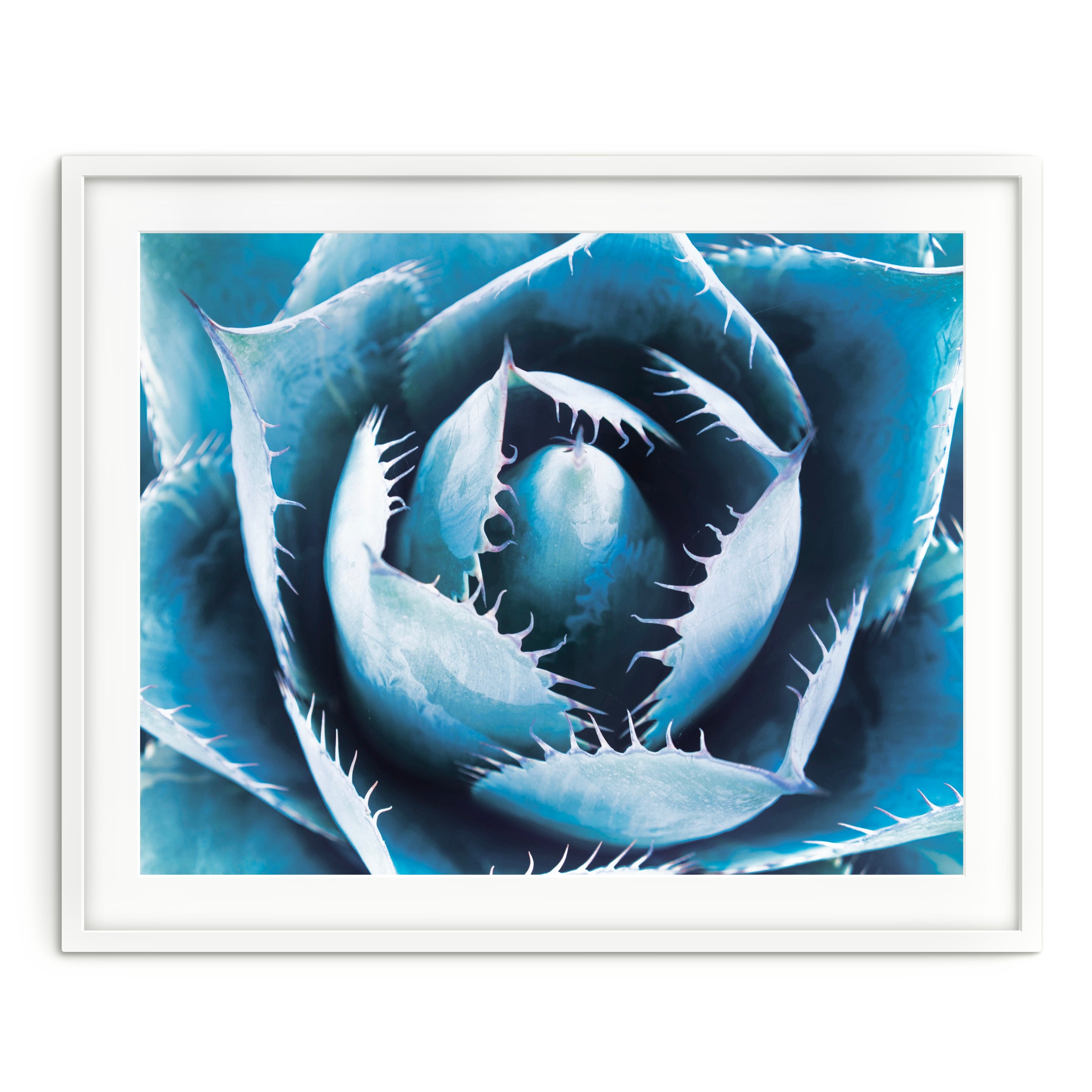 Blue Succulent