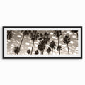 Palms