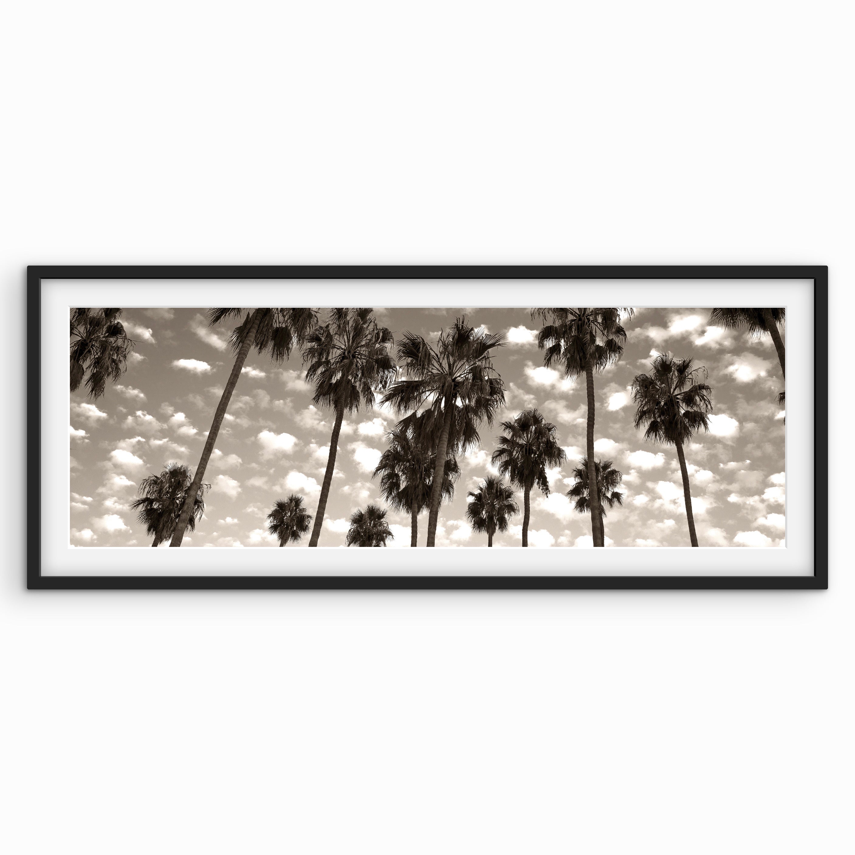 Palms