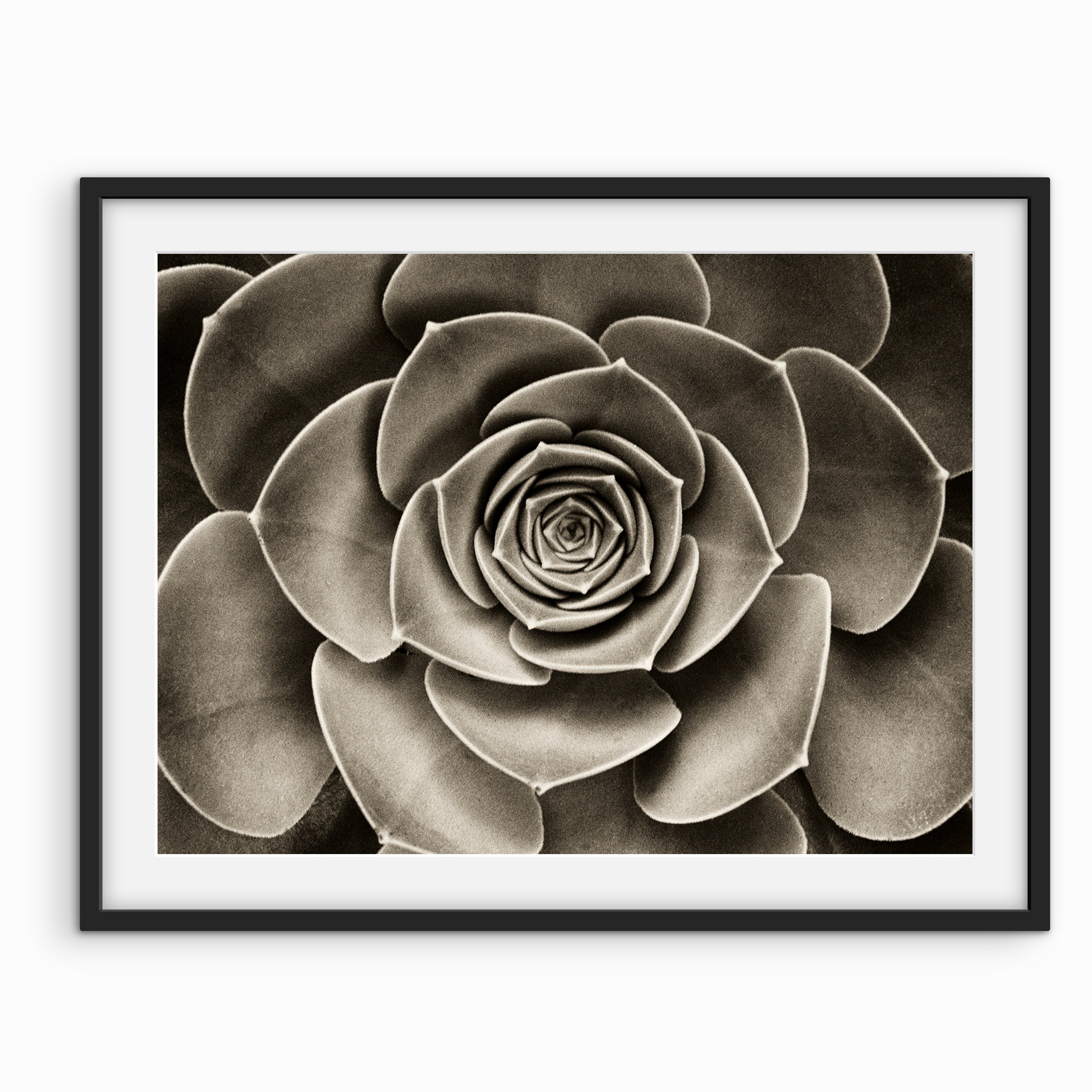 Succulent
