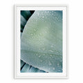 Aloe Water