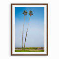 Two Tall Palms