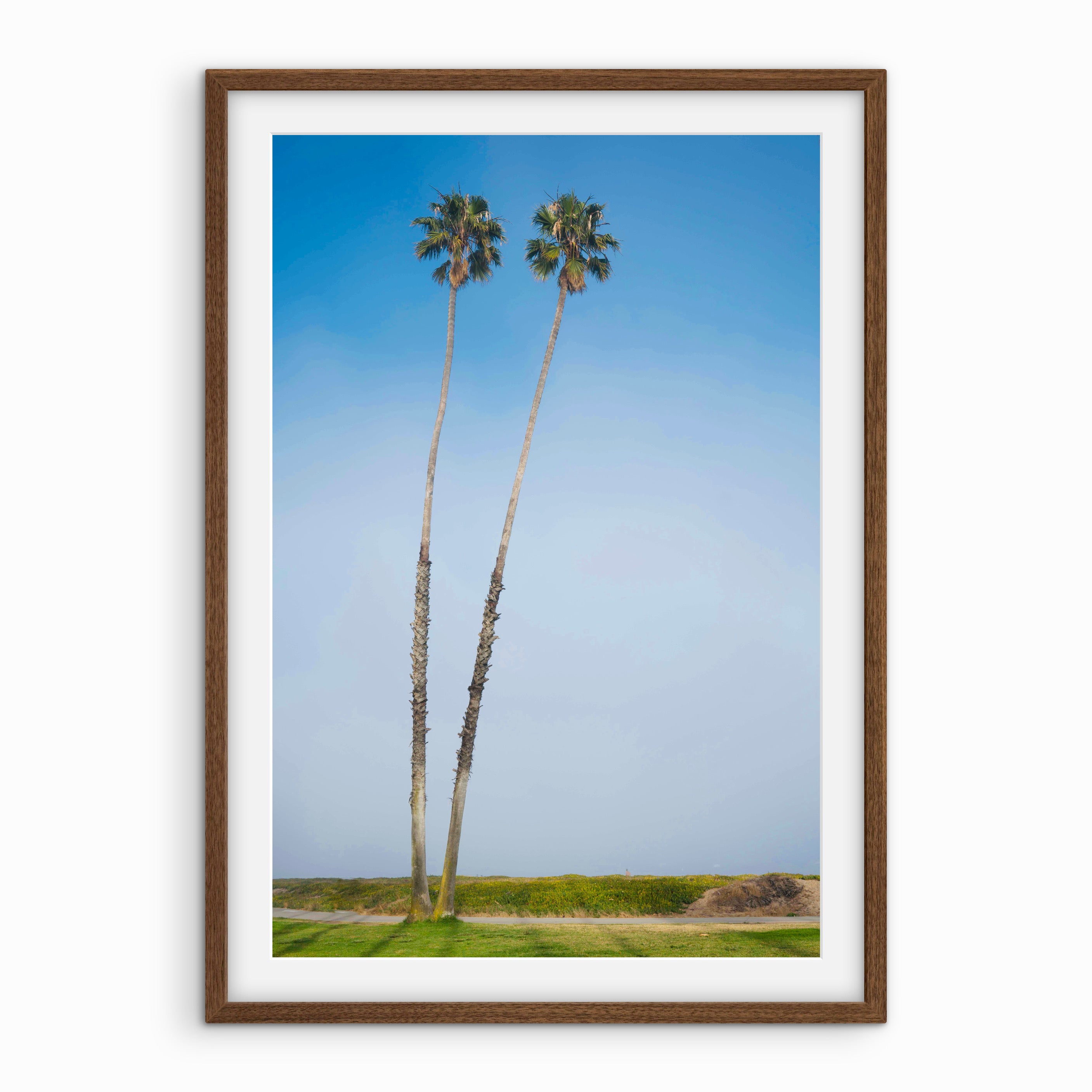Two Tall Palms