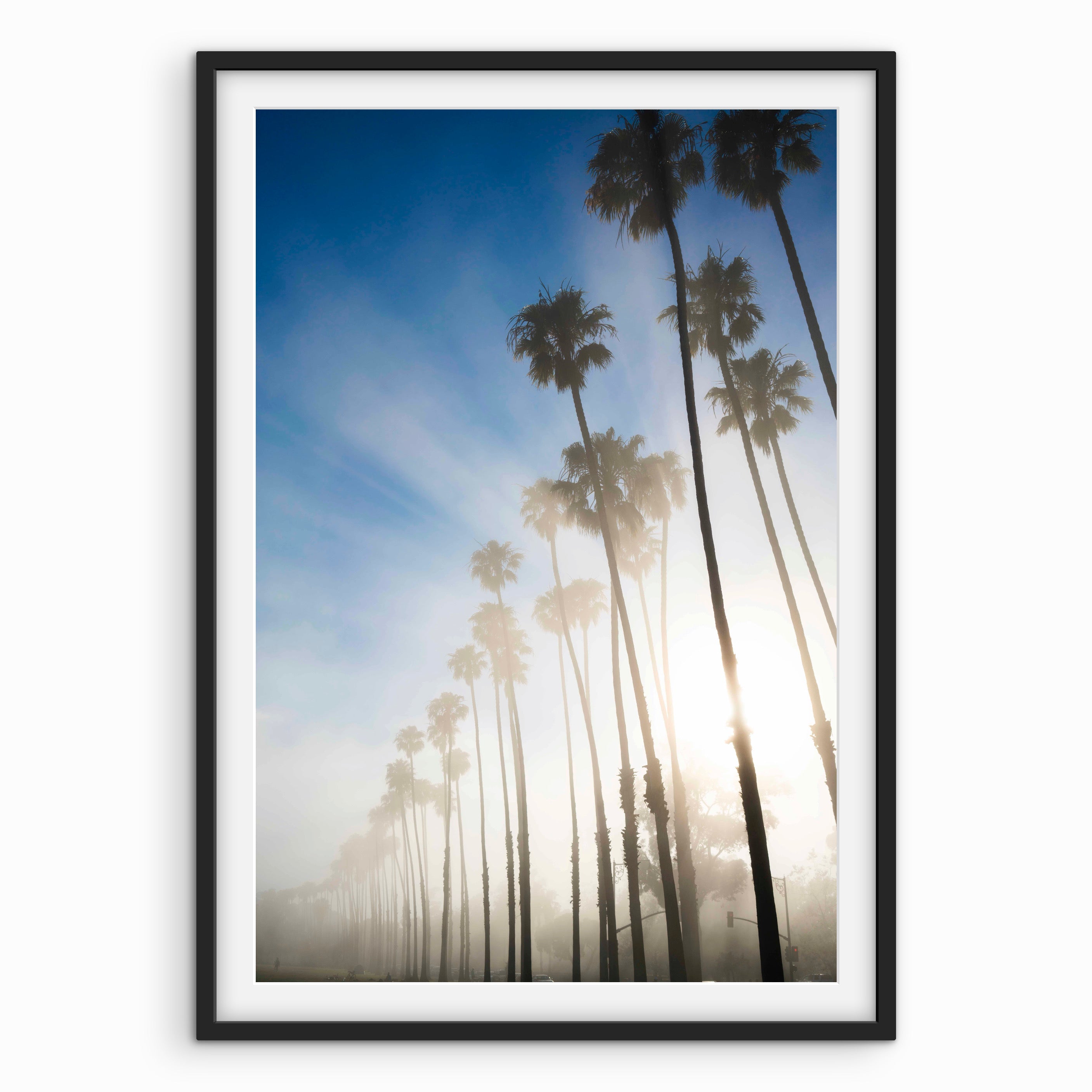 Palms with Sun