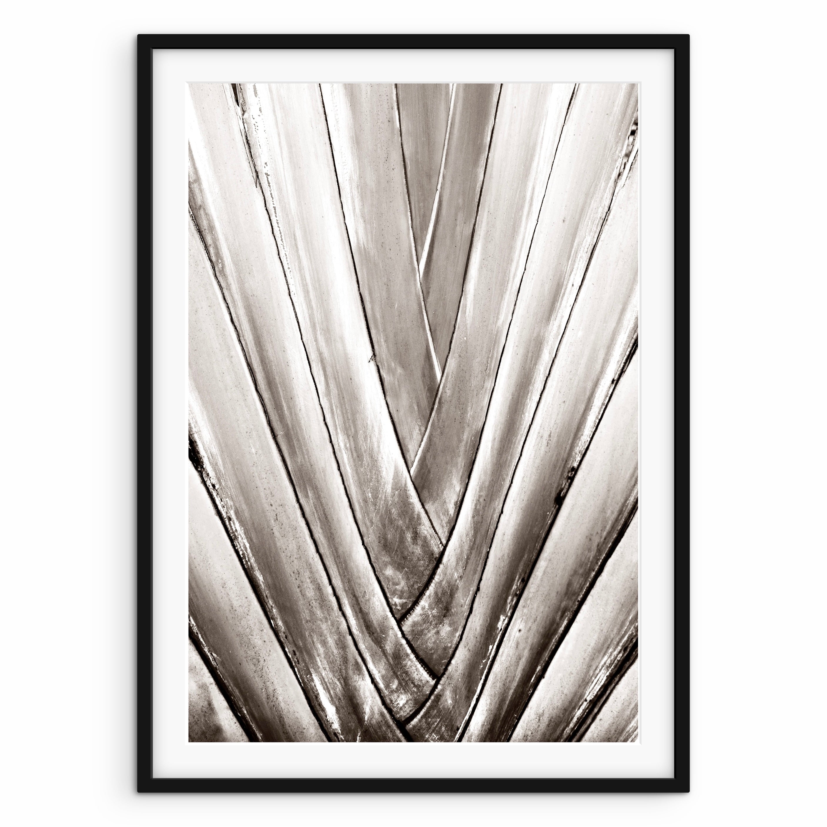 Aloe Close