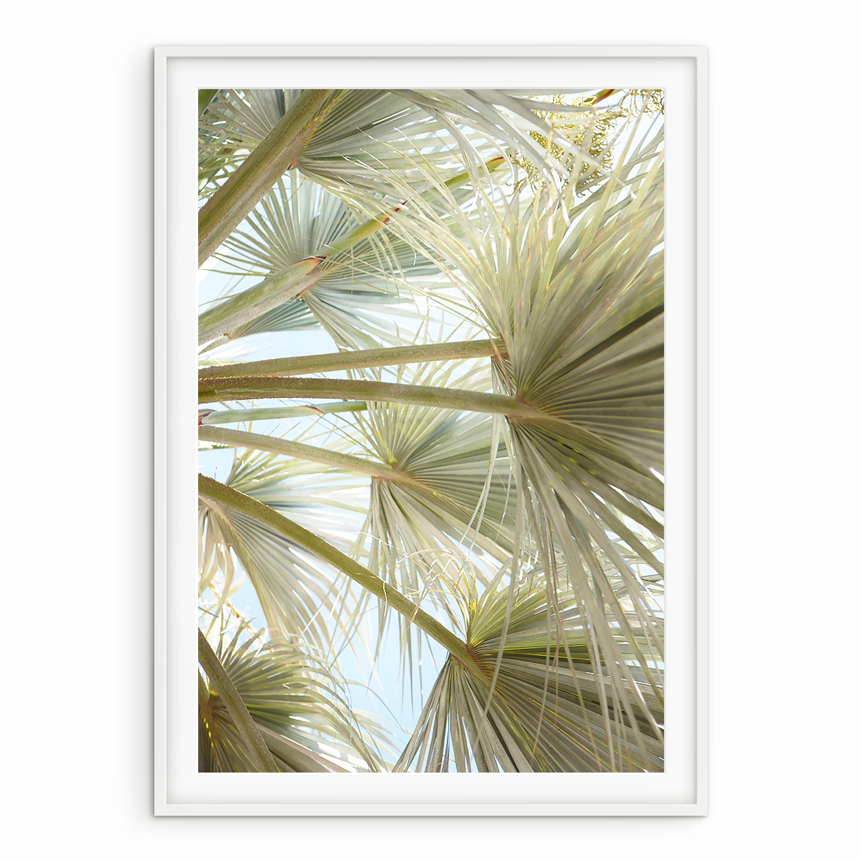 Beach Trees