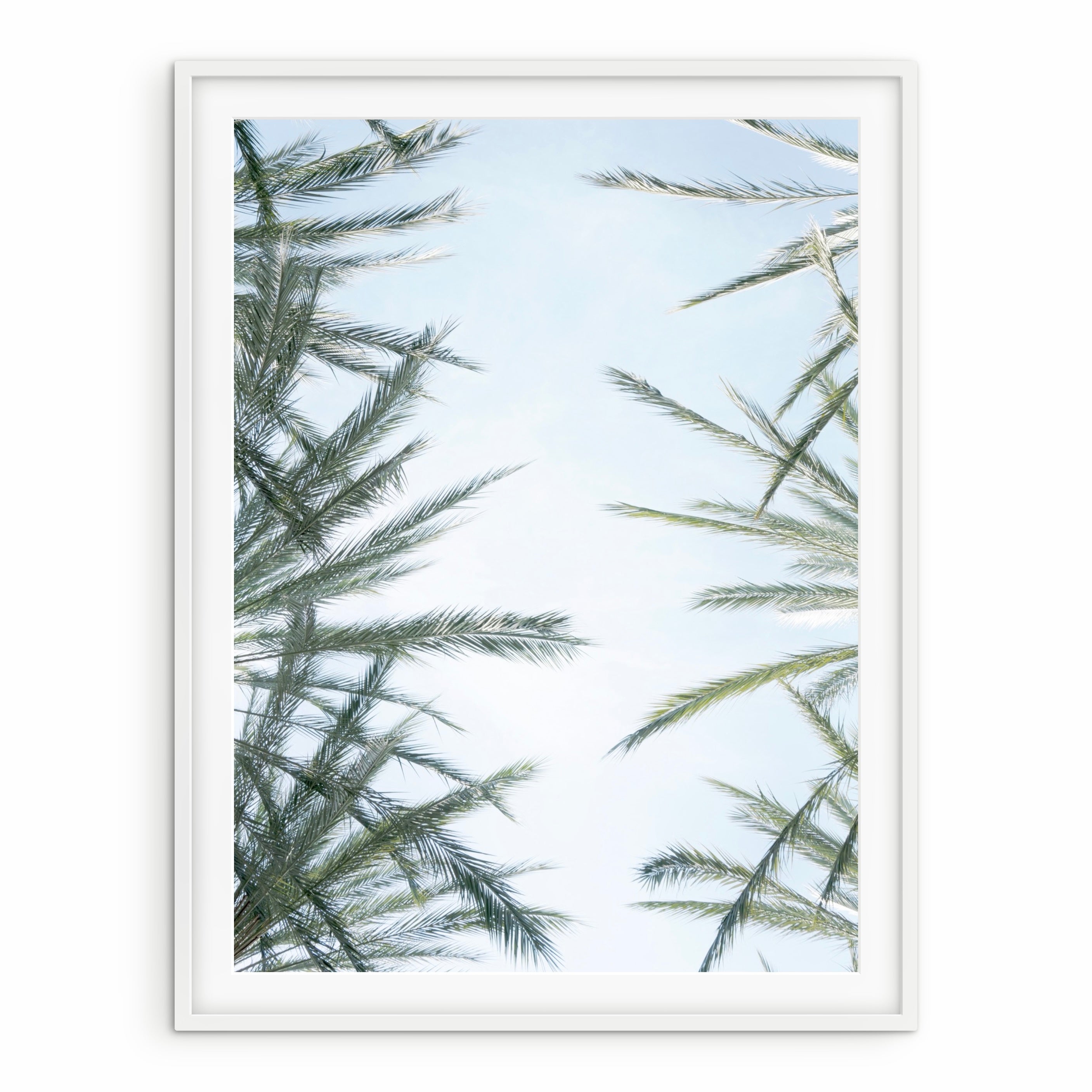 Sky & Leaves