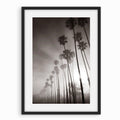 Palms with Sun (B&W)