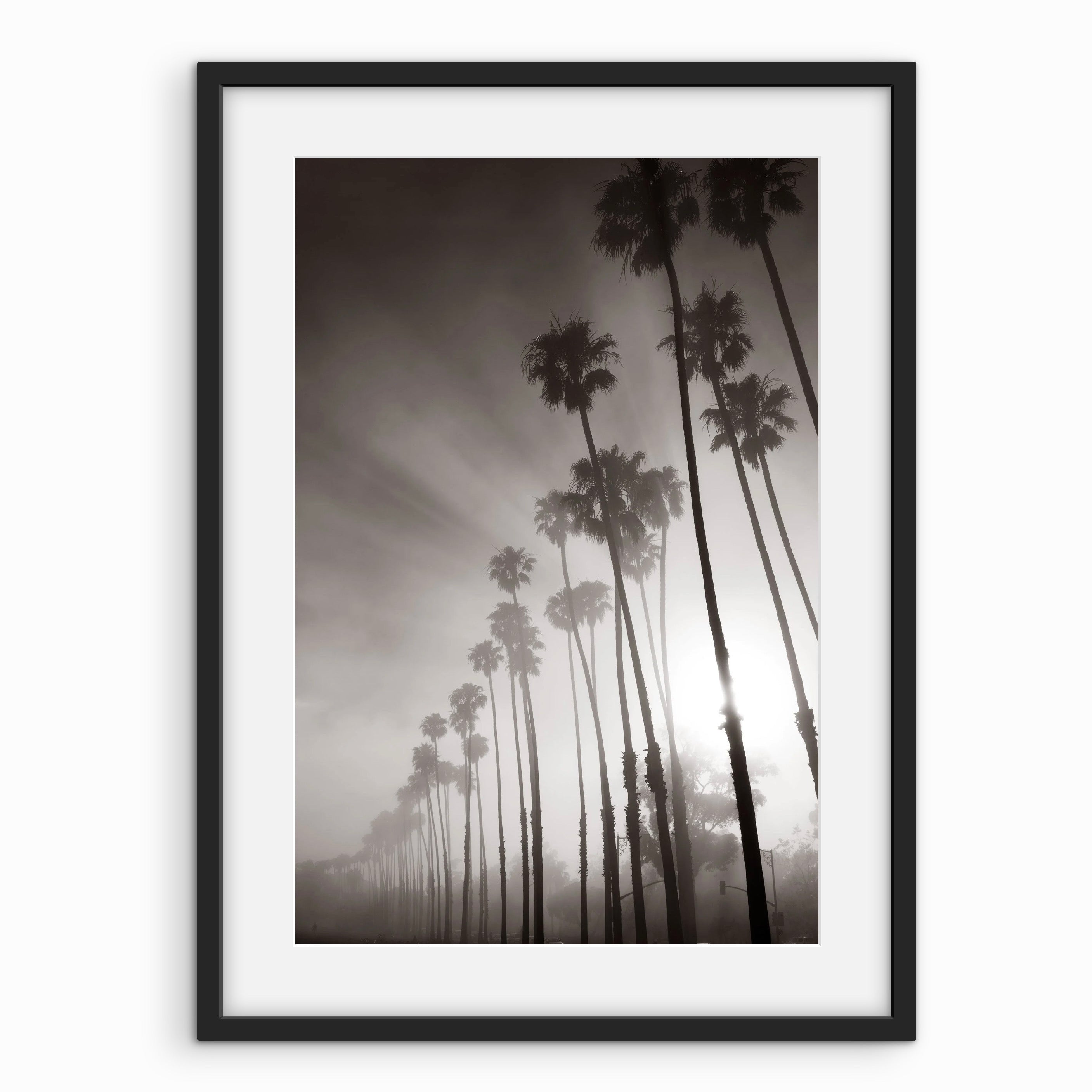 Palms with Sun (B&W)