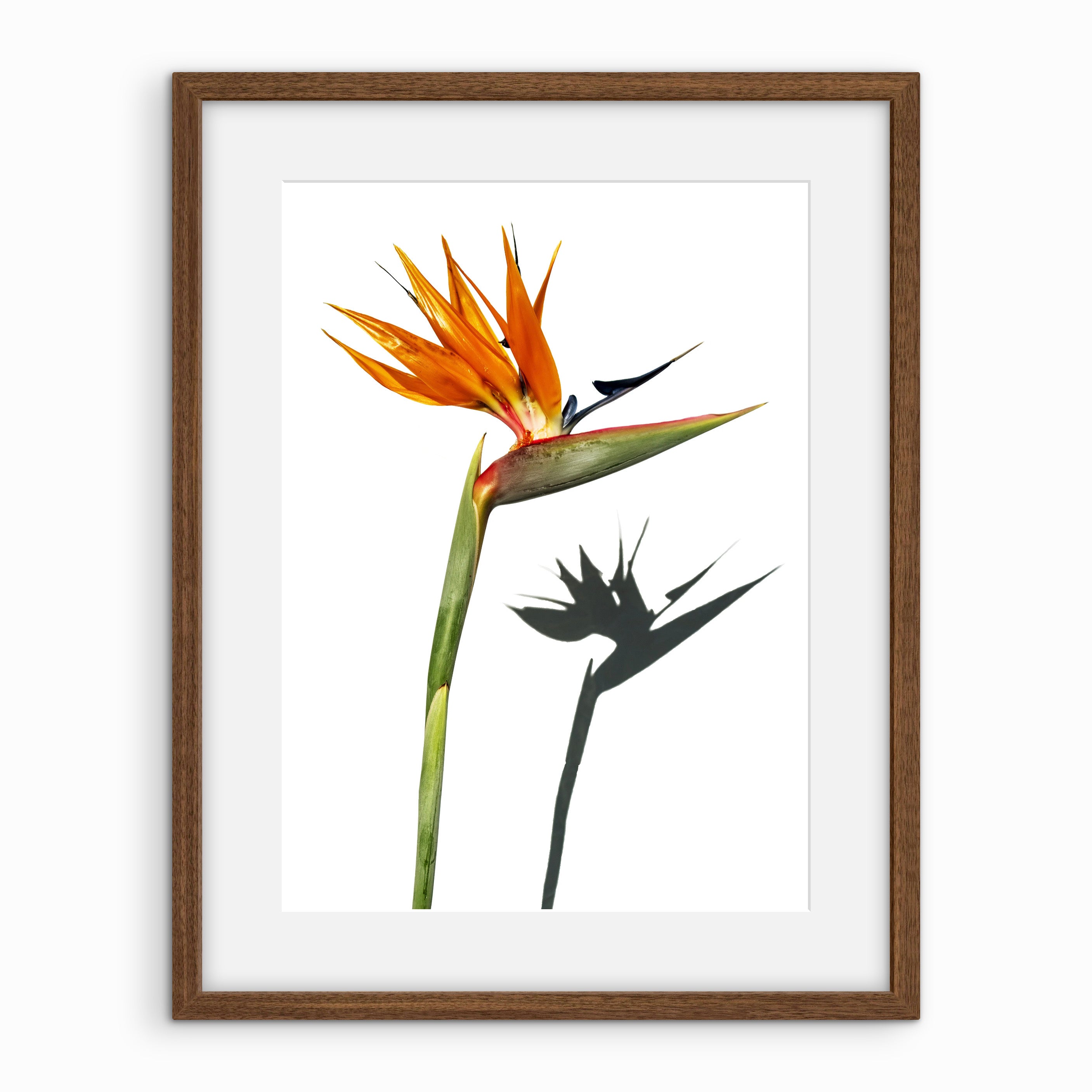 Flower with Shadow