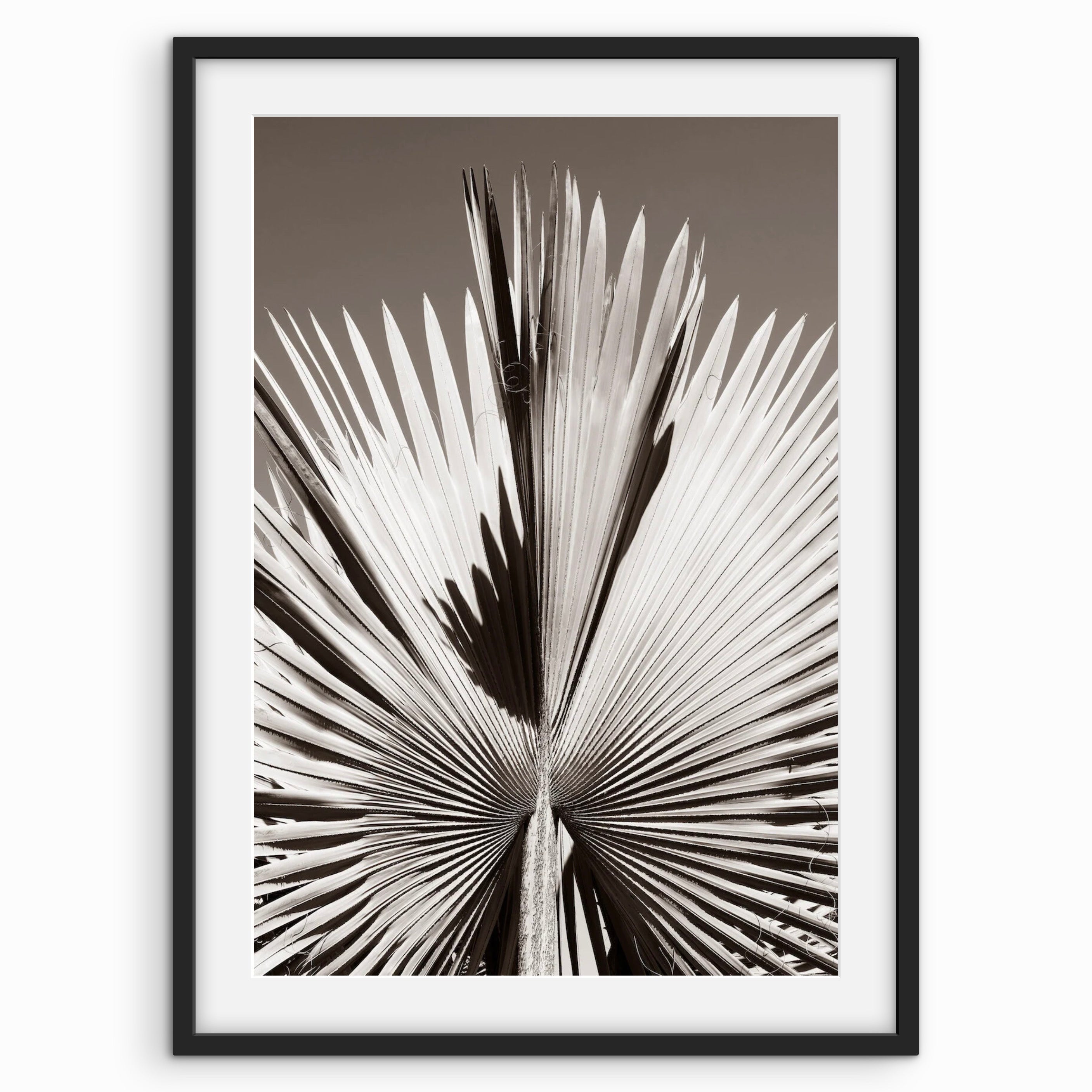 Fan Leaves