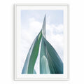 Towering Aloe