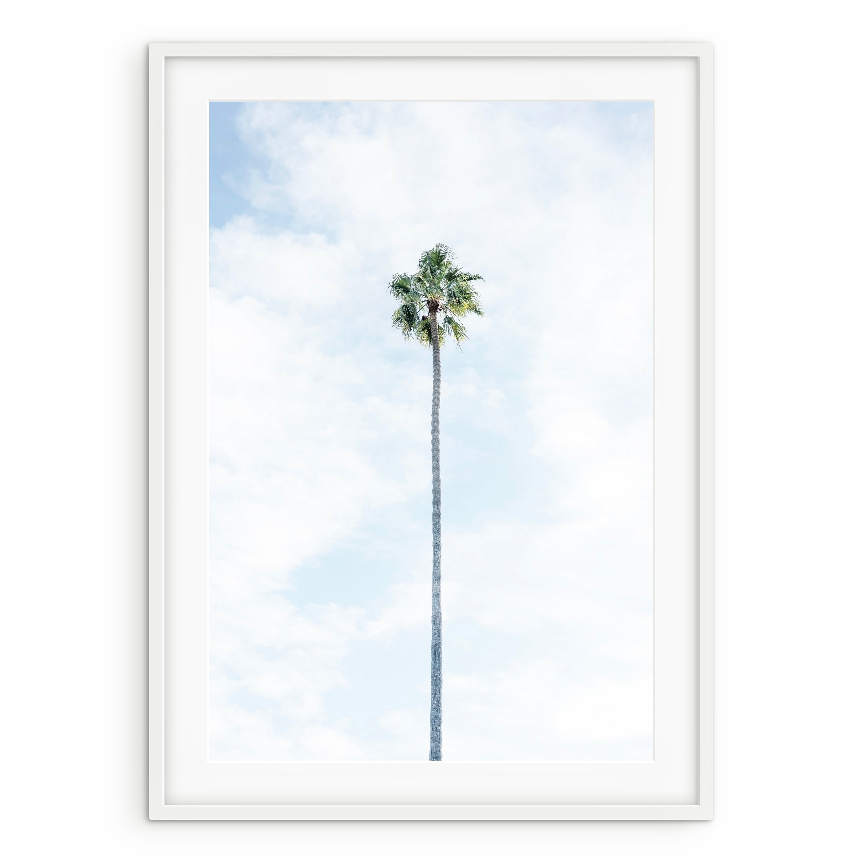 Tall Palm