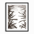 Sky & Leaves (B&W)