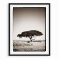 Desert Tree