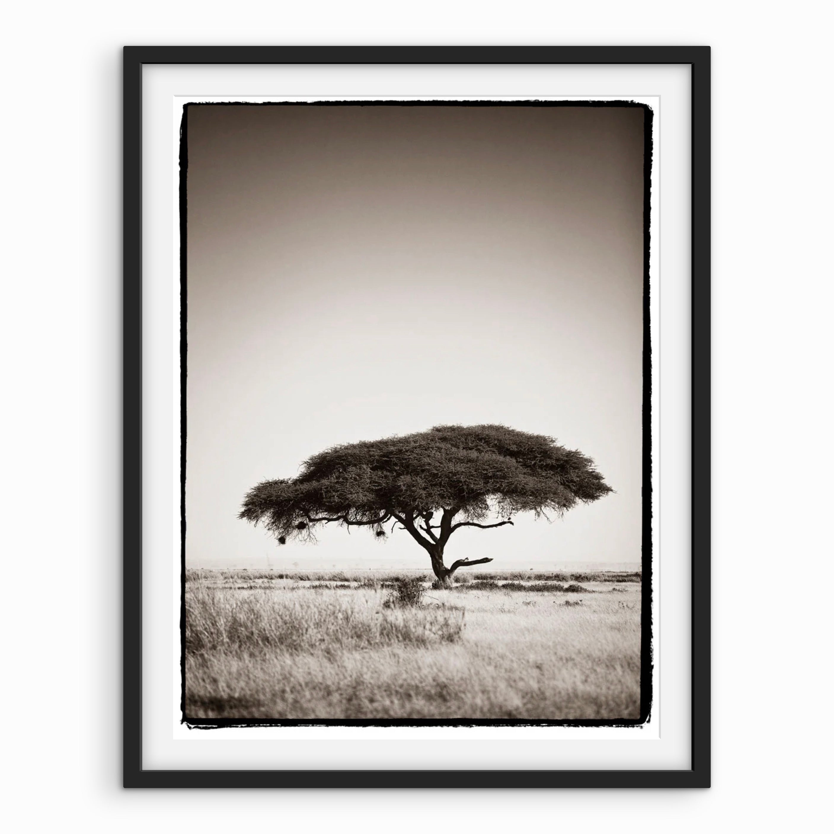 Desert Tree