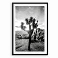 Desert Sun