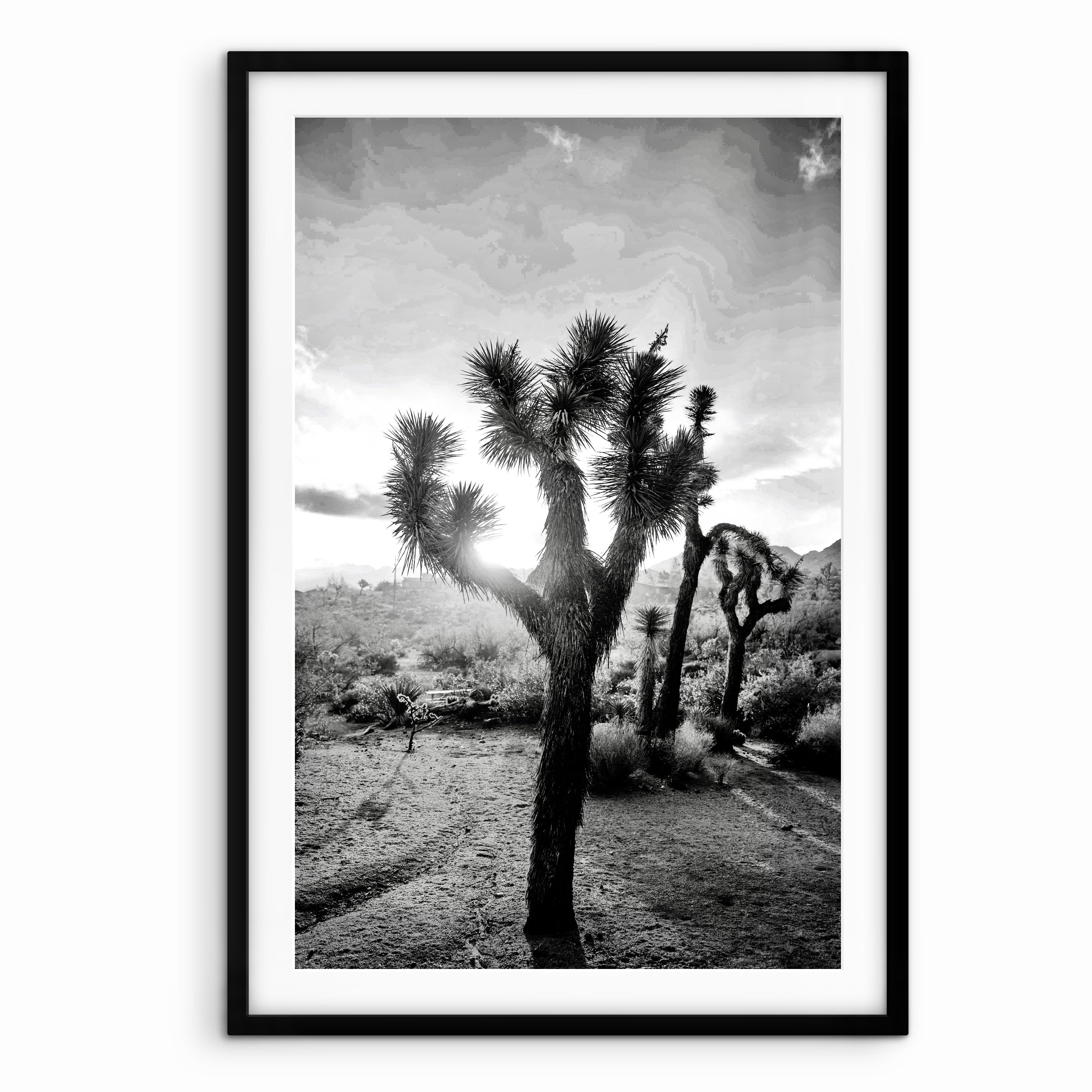 Desert Sun