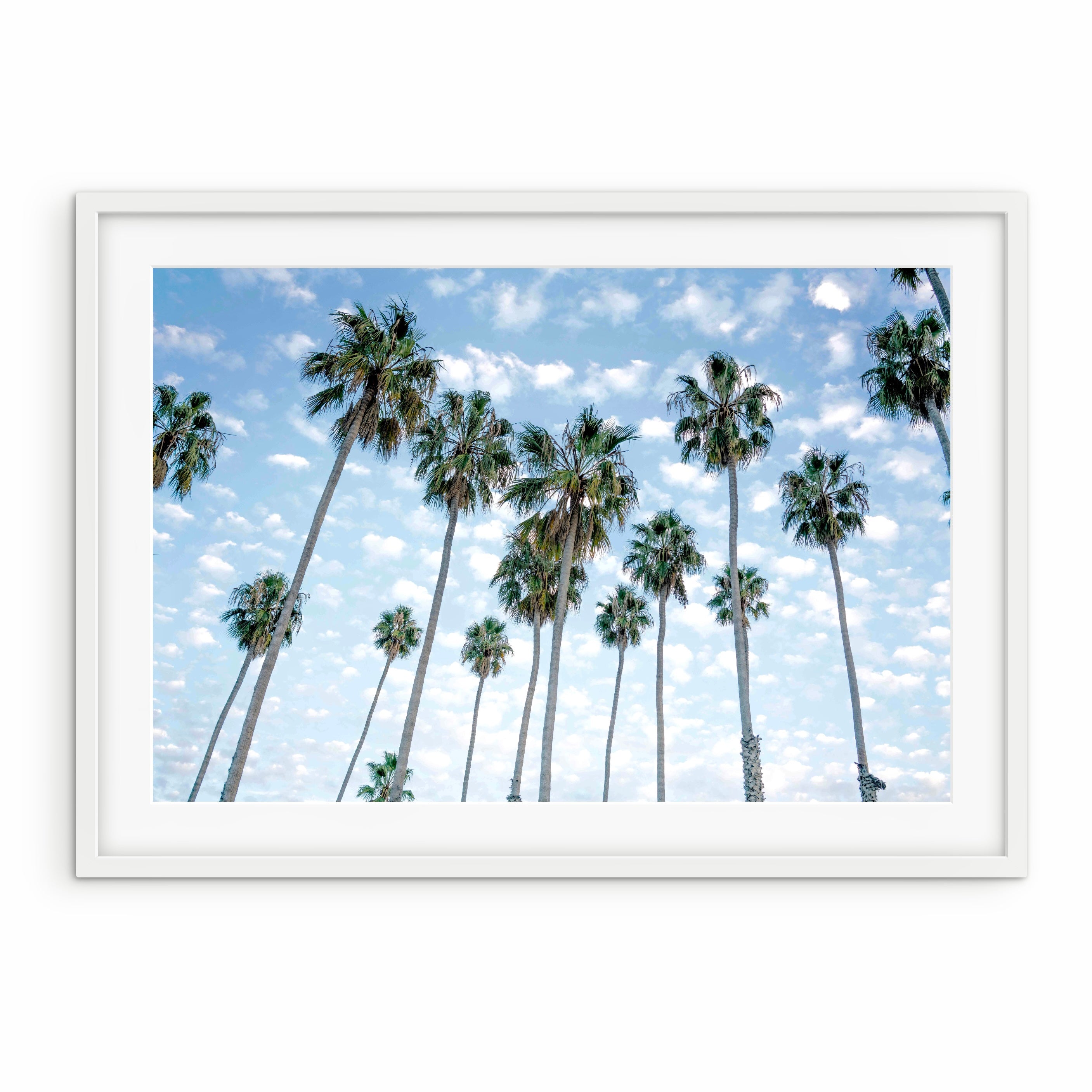 Palm Group