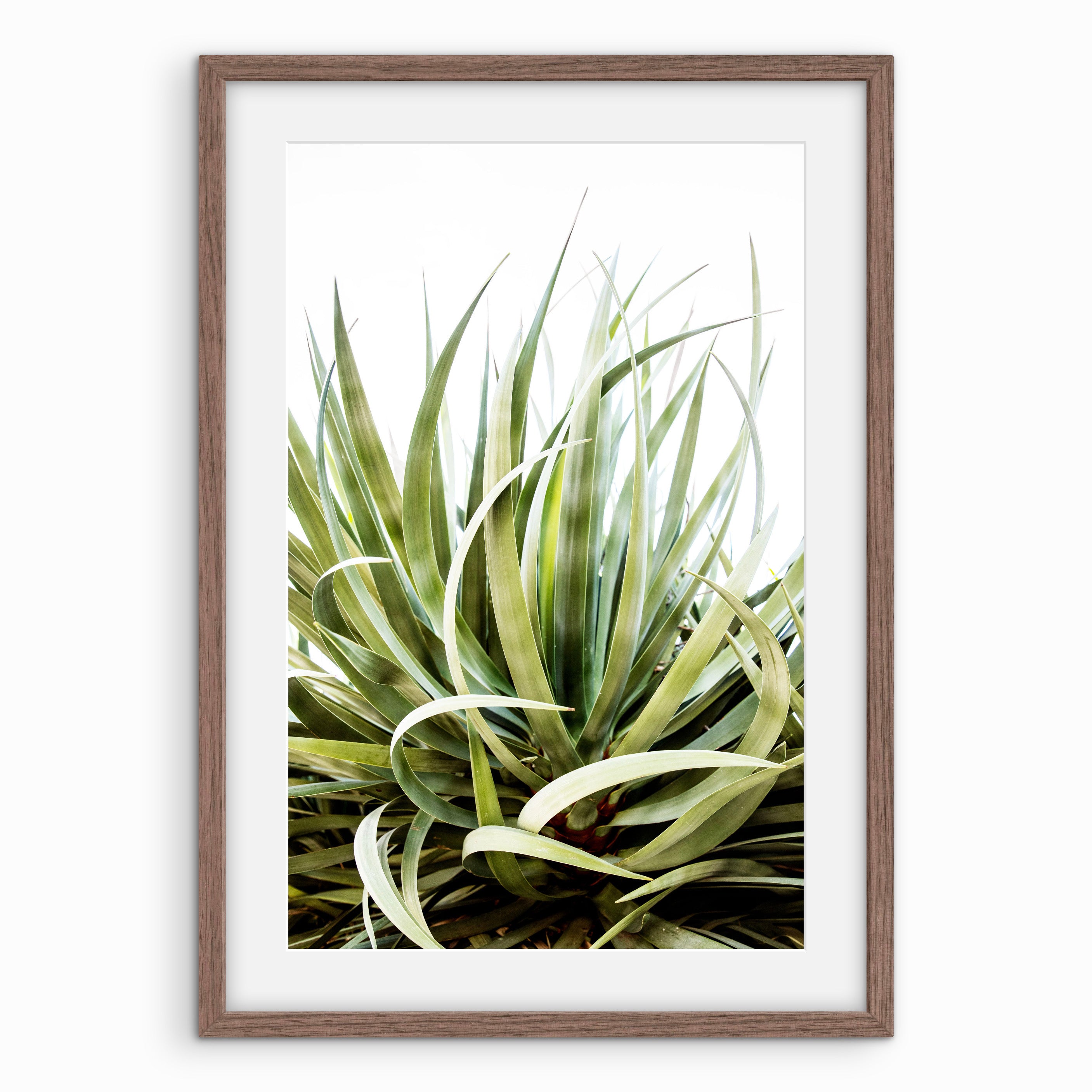 Curling Leaves
