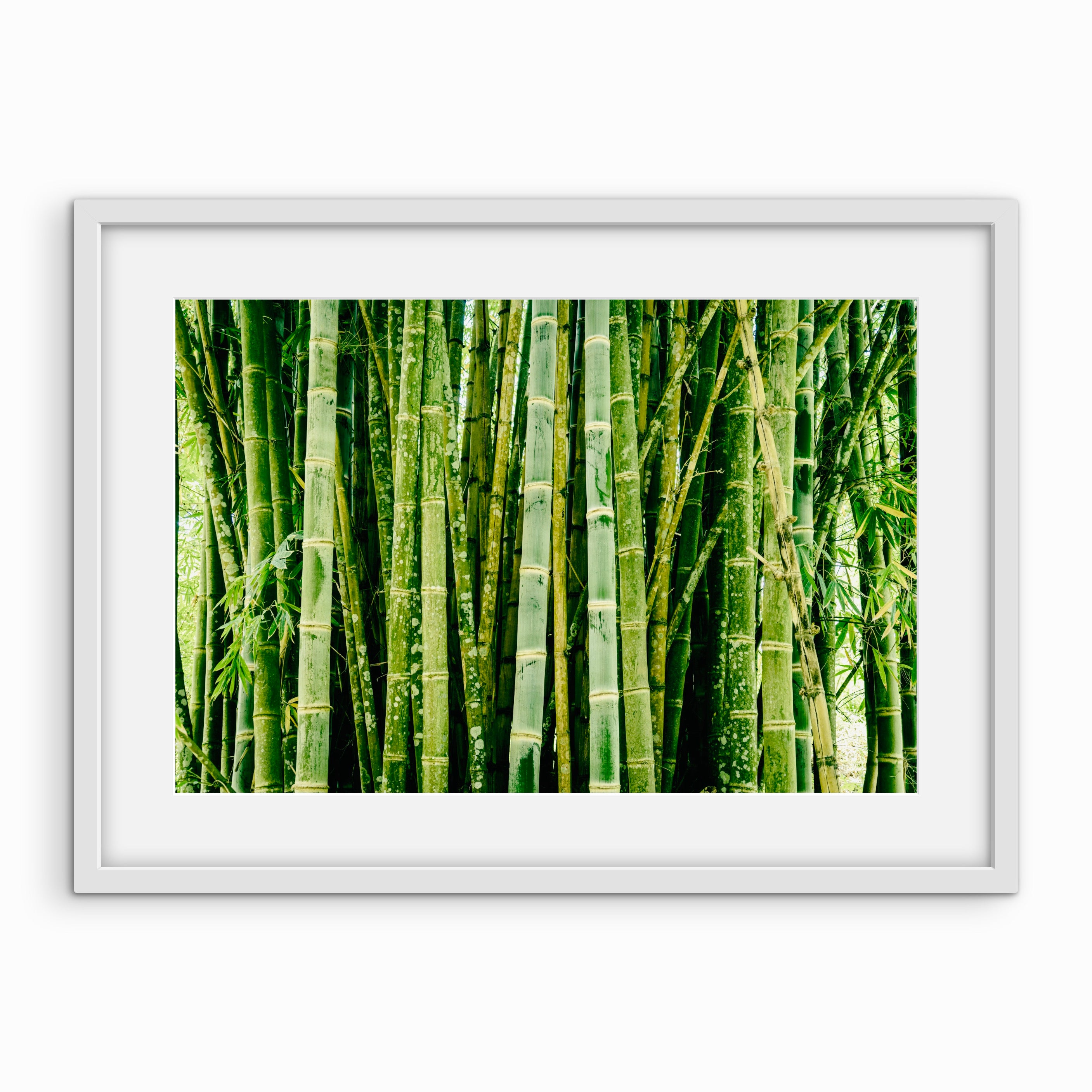 Bamboo