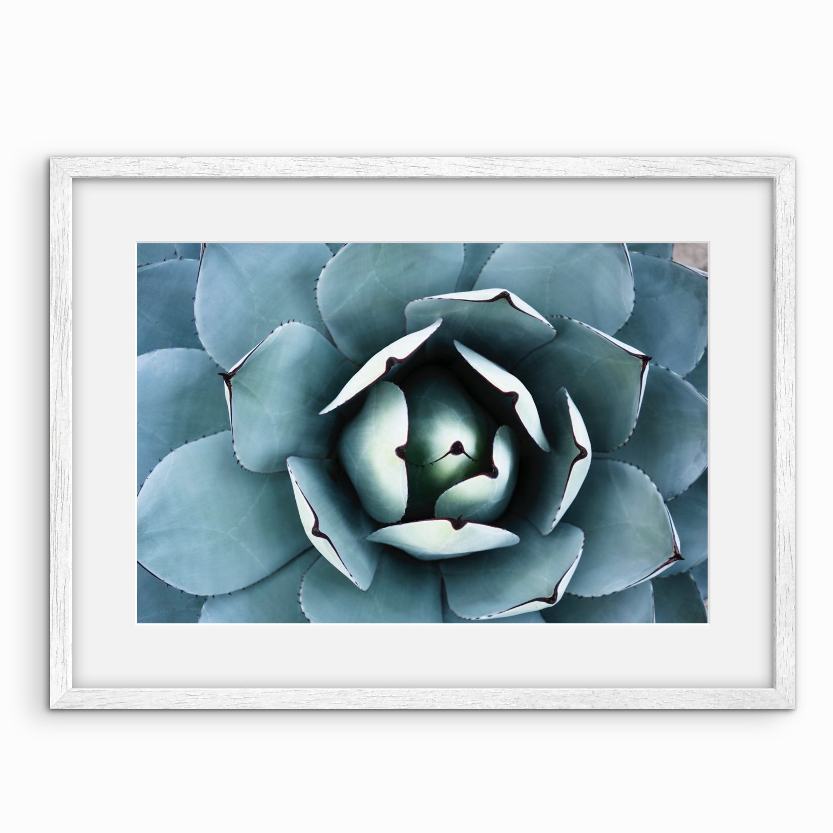 Succulent