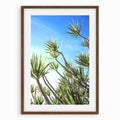 Yucca