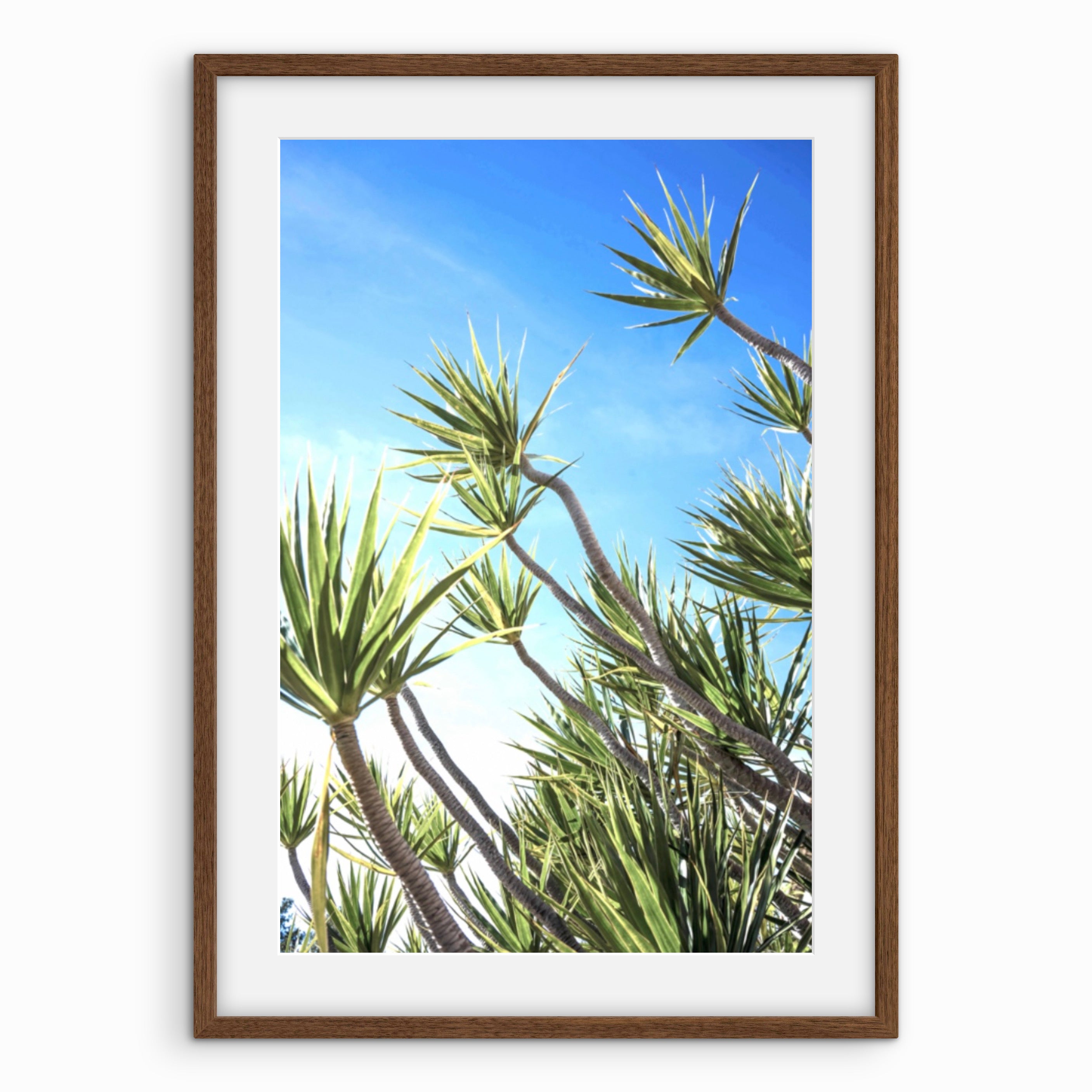 Yucca