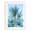 Palm