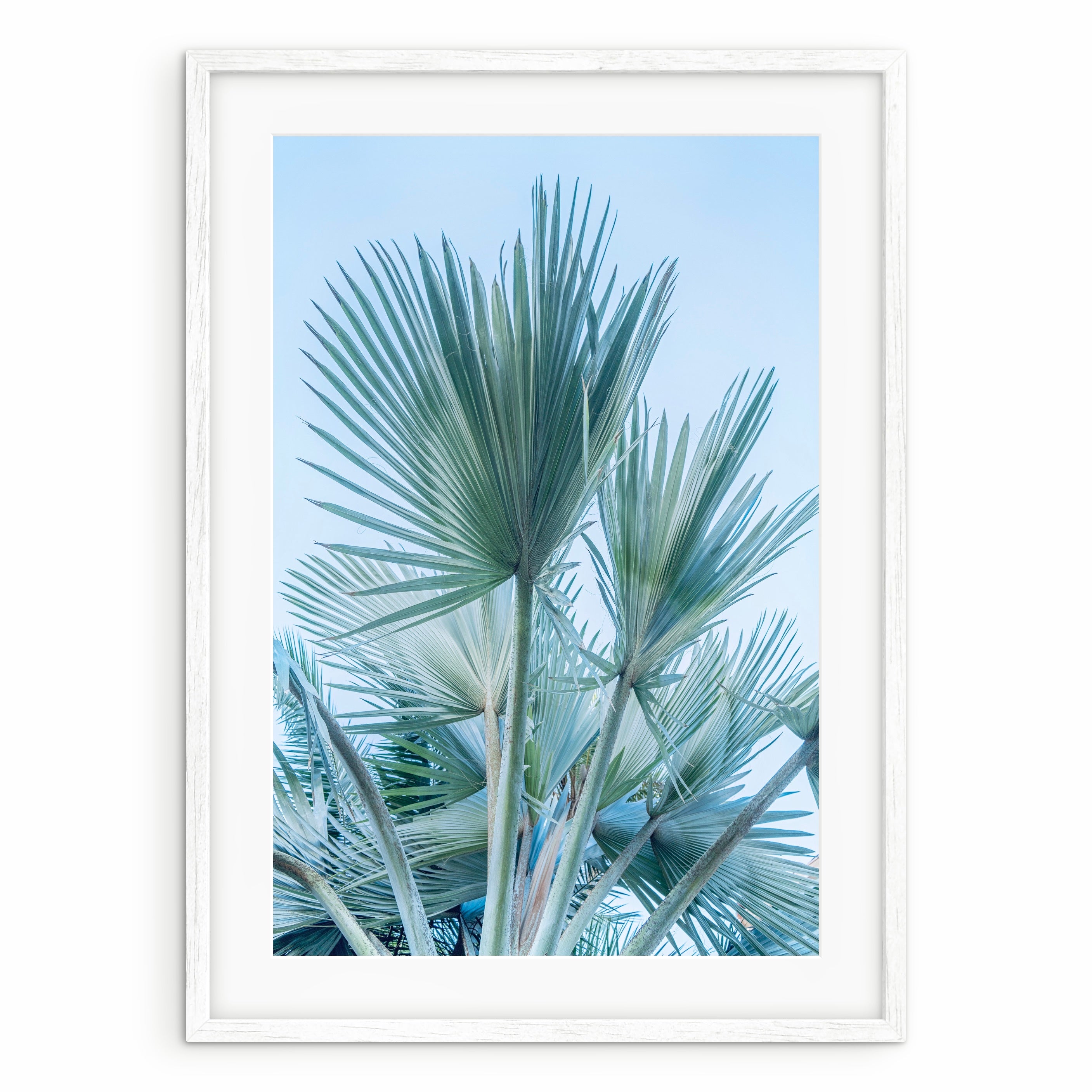 Palm