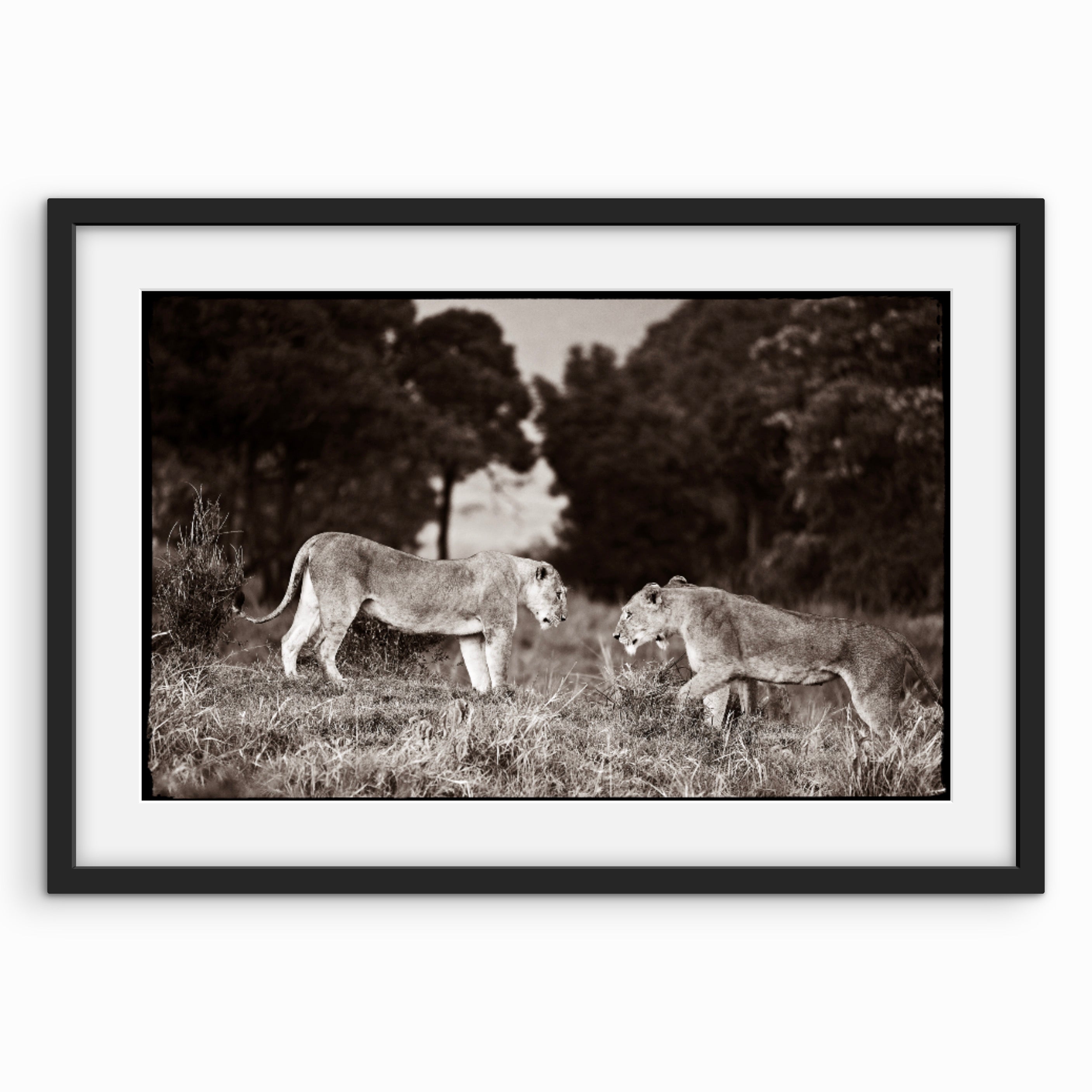 Lions Facing