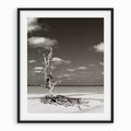 Lone Tree
