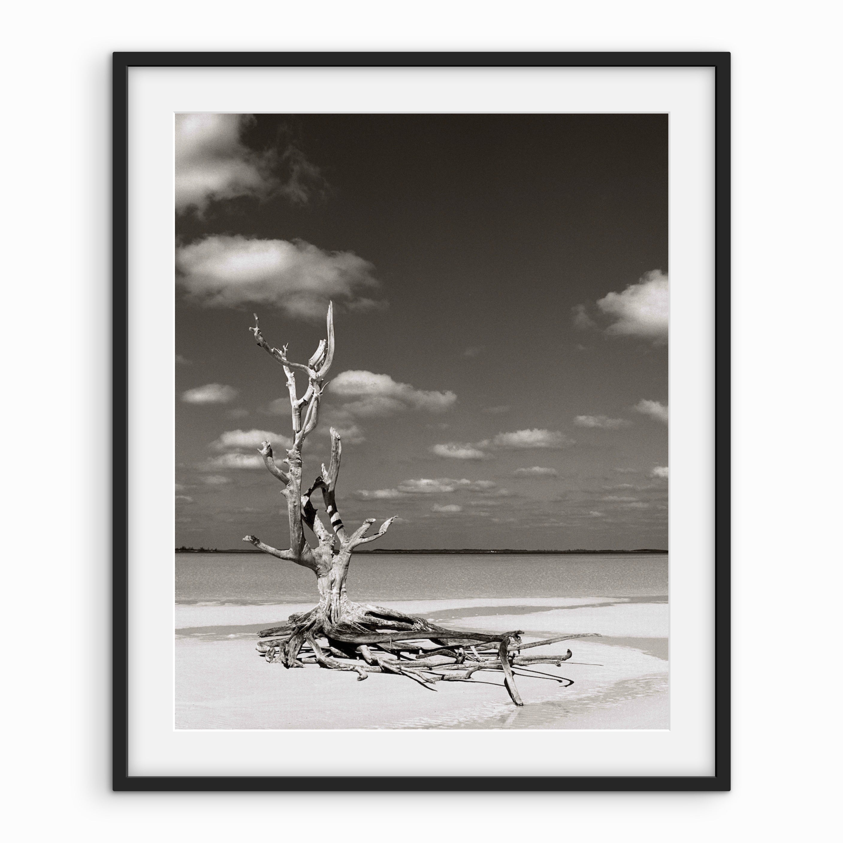 Lone Tree