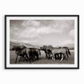 Polo Ponies